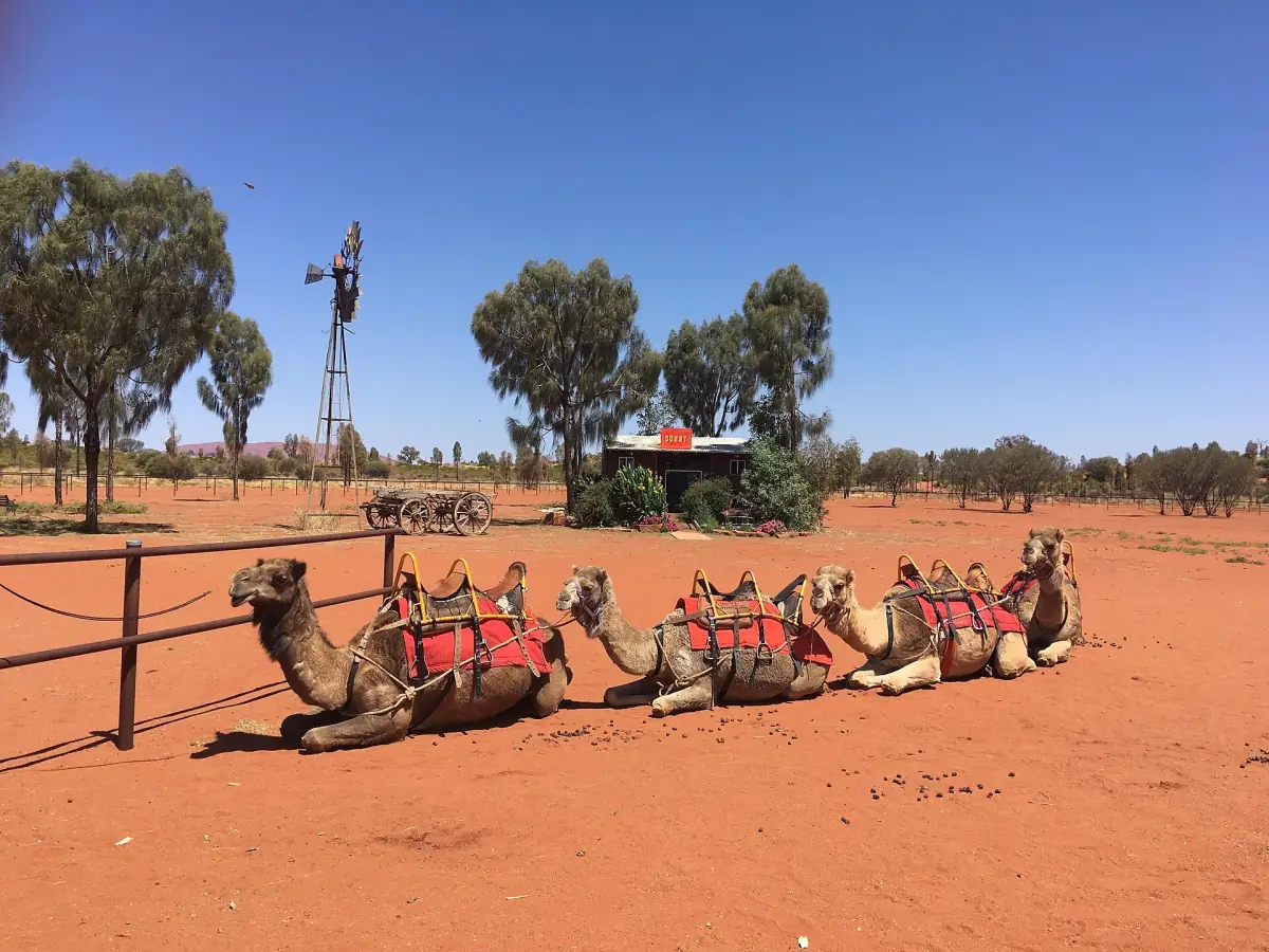 Camels resting at a camel farm near Uluru